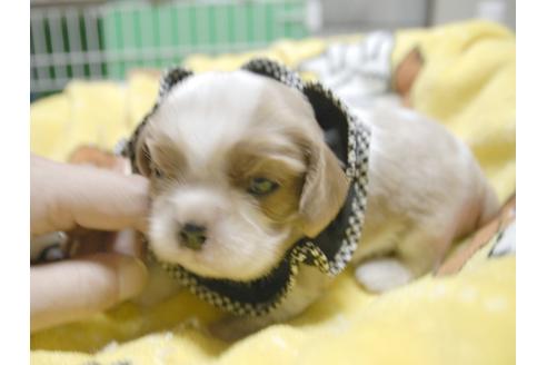 成約済の埼玉県のキャバリアキングチャールズスパニエル-52510の2枚目